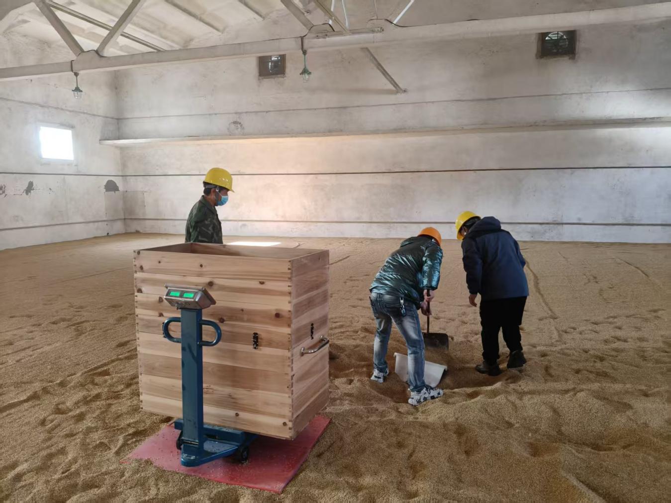 糧儲(chǔ)公司2025年度區(qū)級(jí)儲(chǔ)備糧輪換入庫工作圓滿完成